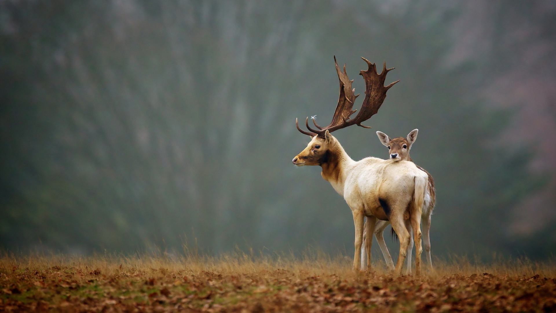 Fondo de pantalla Deer Family 1920x1080