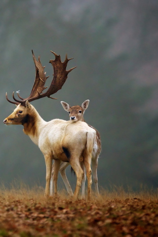 Deer Family wallpaper 320x480