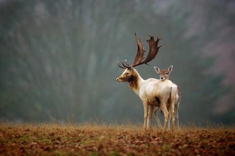 Deer Family wallpaper 480x320