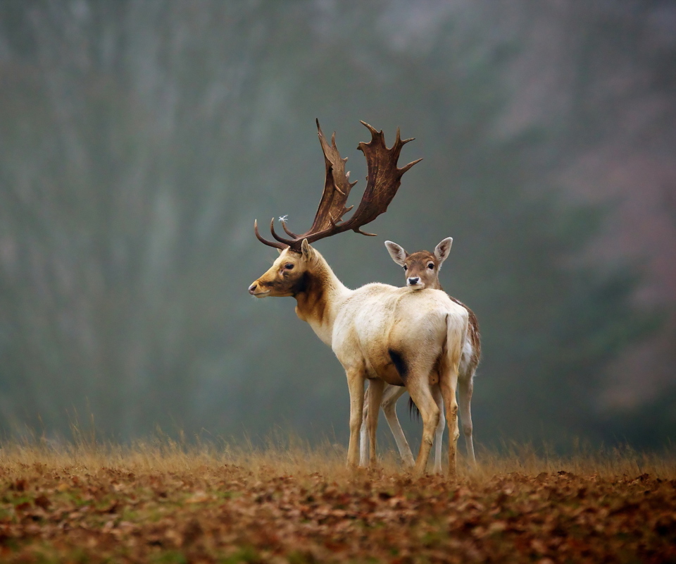 Sfondi Deer Family 960x800