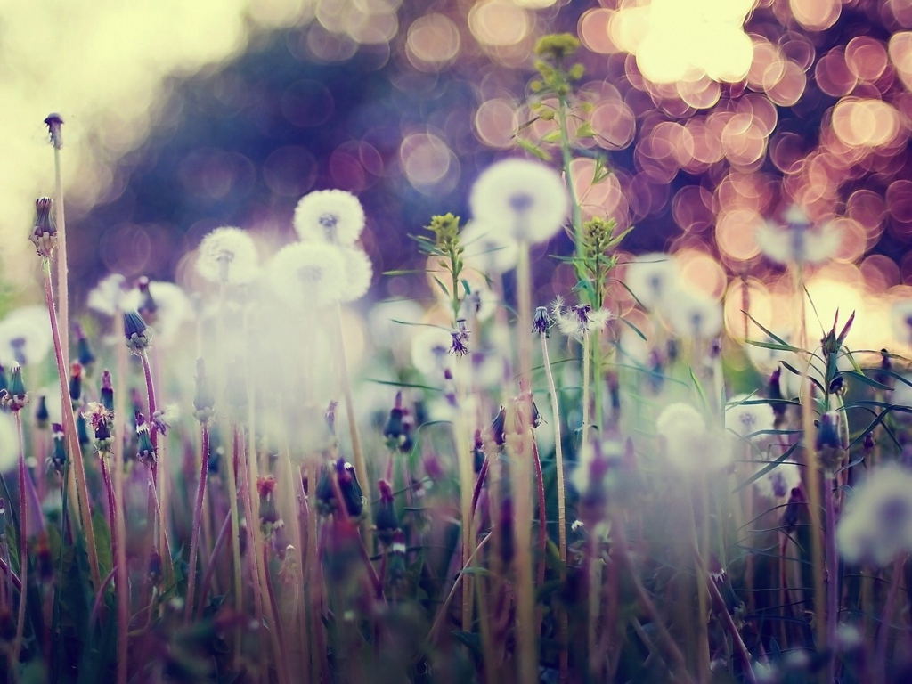 Fondo de pantalla Flower Field And Beautiful Bokeh 1024x768