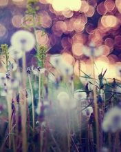 Flower Field And Beautiful Bokeh screenshot #1 176x220