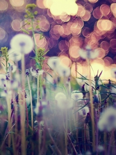 Flower Field And Beautiful Bokeh screenshot #1 240x320