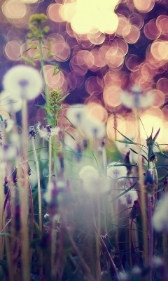 Flower Field And Beautiful Bokeh screenshot #1 240x400