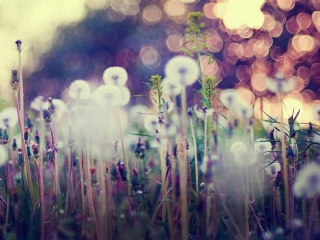 Flower Field And Beautiful Bokeh wallpaper 320x240