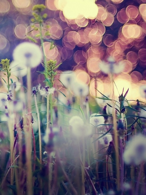 Flower Field And Beautiful Bokeh screenshot #1 480x640