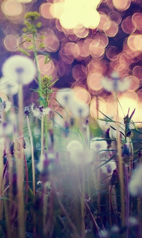 Flower Field And Beautiful Bokeh screenshot #1 480x800