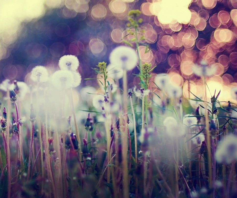 Flower Field And Beautiful Bokeh screenshot #1 960x800