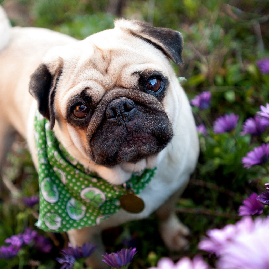 Das Cute Dog In Garden Wallpaper 1024x1024