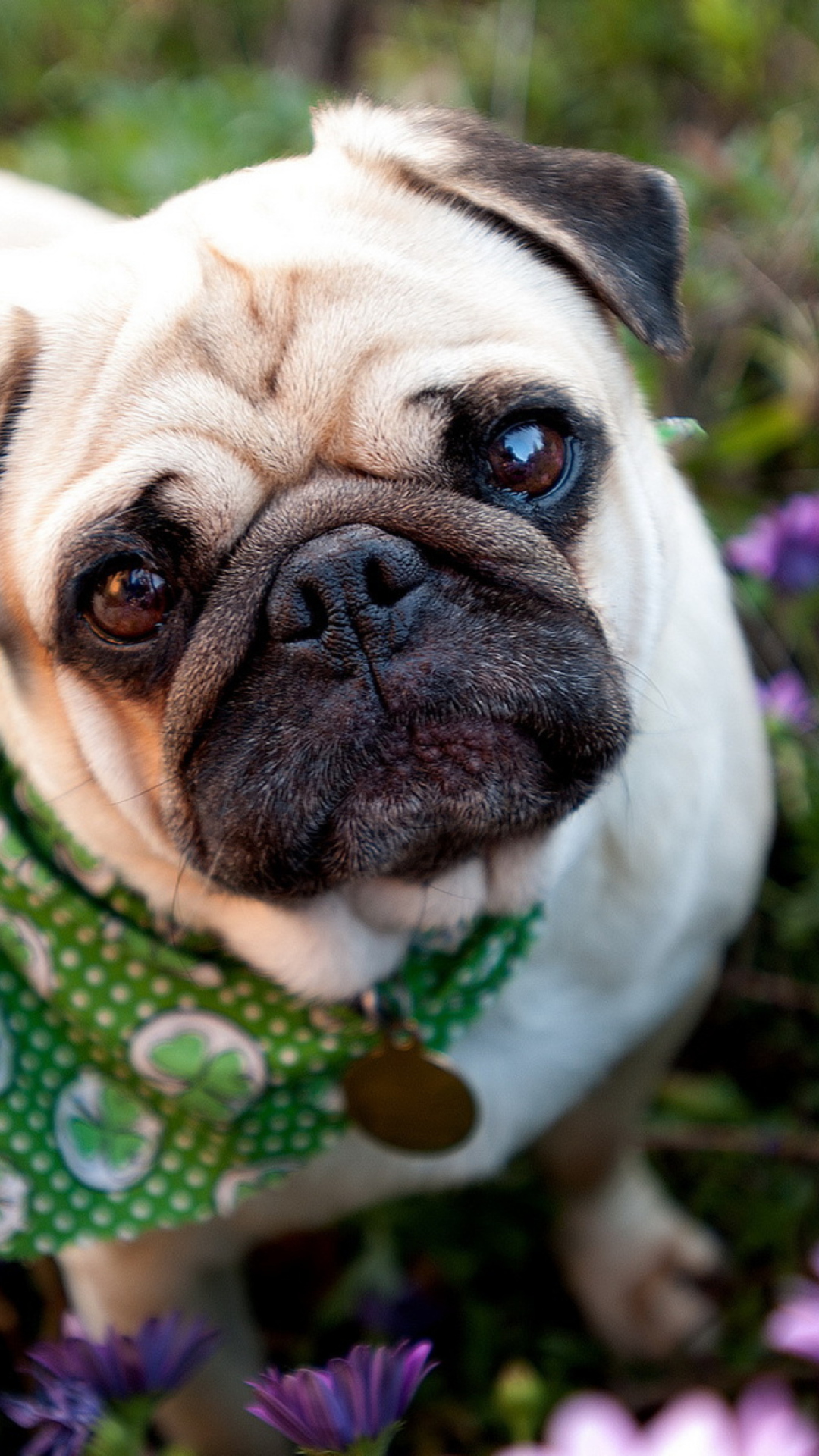 Sfondi Cute Dog In Garden 1080x1920