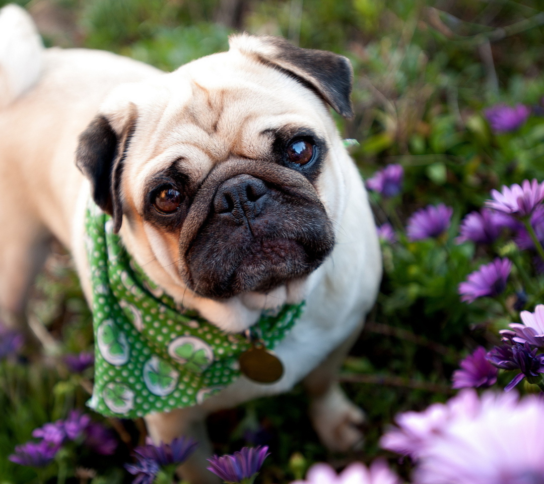 Обои Cute Dog In Garden 1080x960