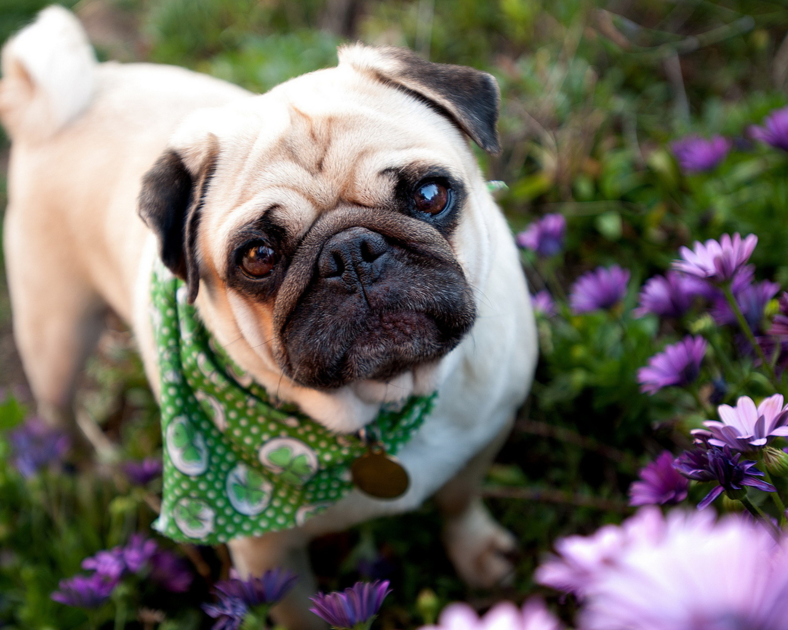 Cute Dog In Garden wallpaper 1600x1280