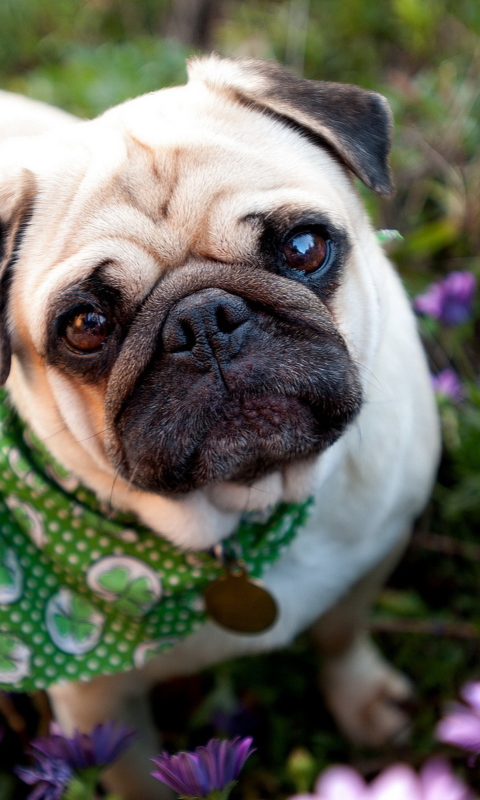 Das Cute Dog In Garden Wallpaper 480x800