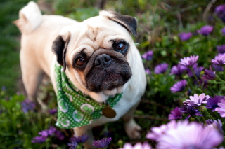 Cute Dog In Garden Wallpaper for Android, iPhone and iPad