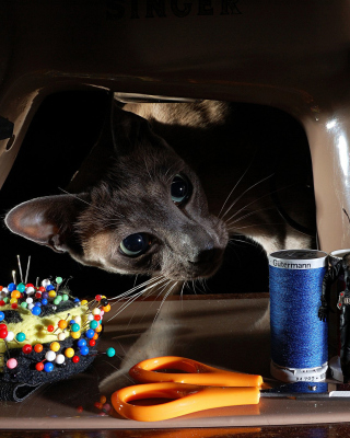Funny Cat Design Photo - Obrázkek zdarma pro Nokia X3