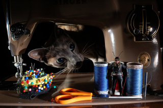 Funny Cat Design Photo - Obrázkek zdarma pro Motorola DROID