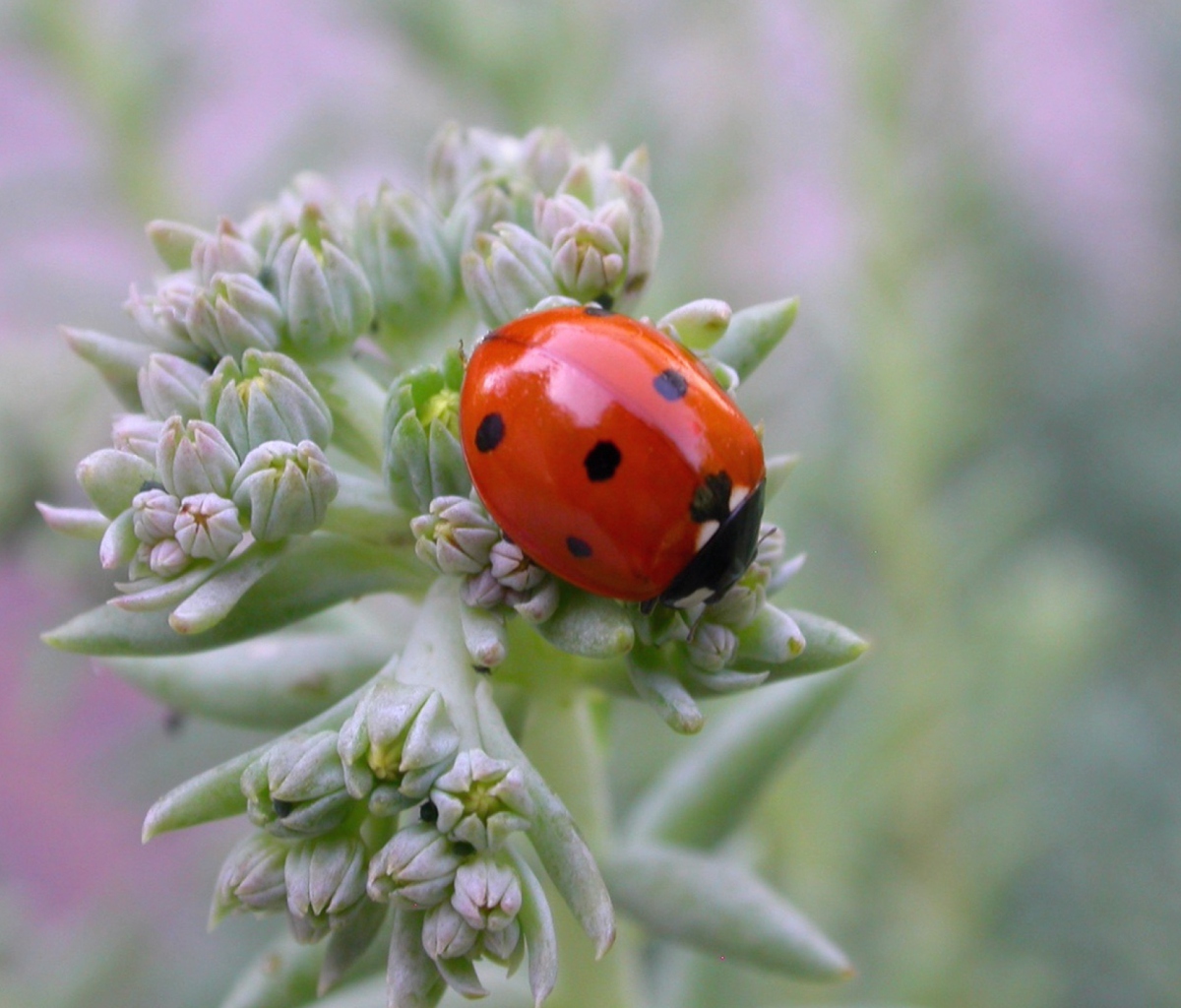 UK Ladybird screenshot #1 1200x1024