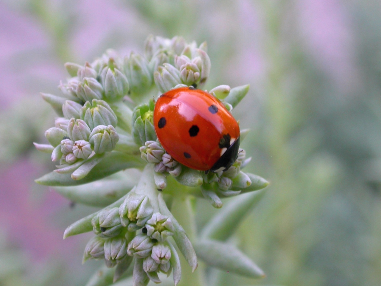 UK Ladybird screenshot #1 1280x960