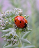 UK Ladybird screenshot #1 128x160