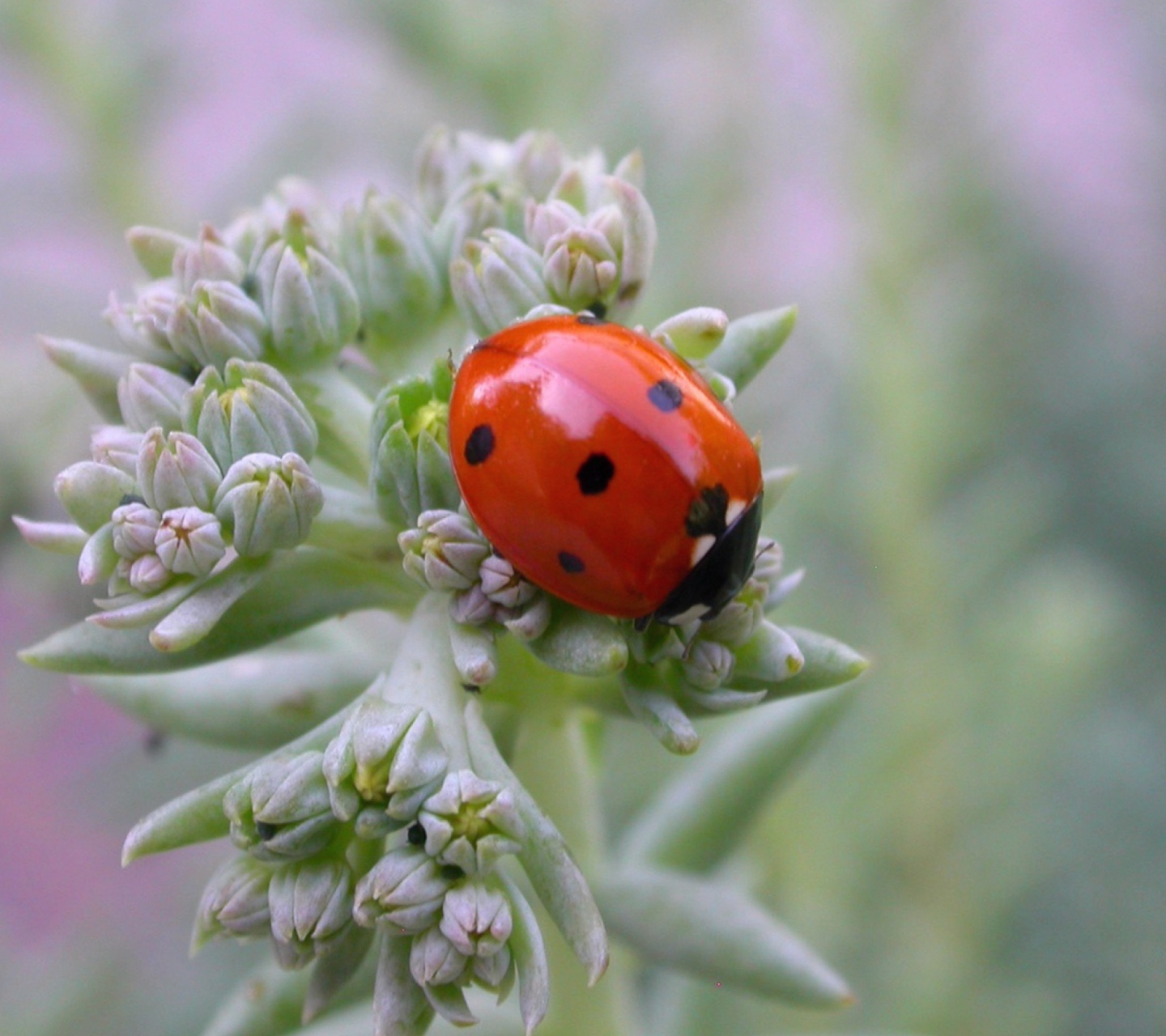 Sfondi UK Ladybird 1440x1280
