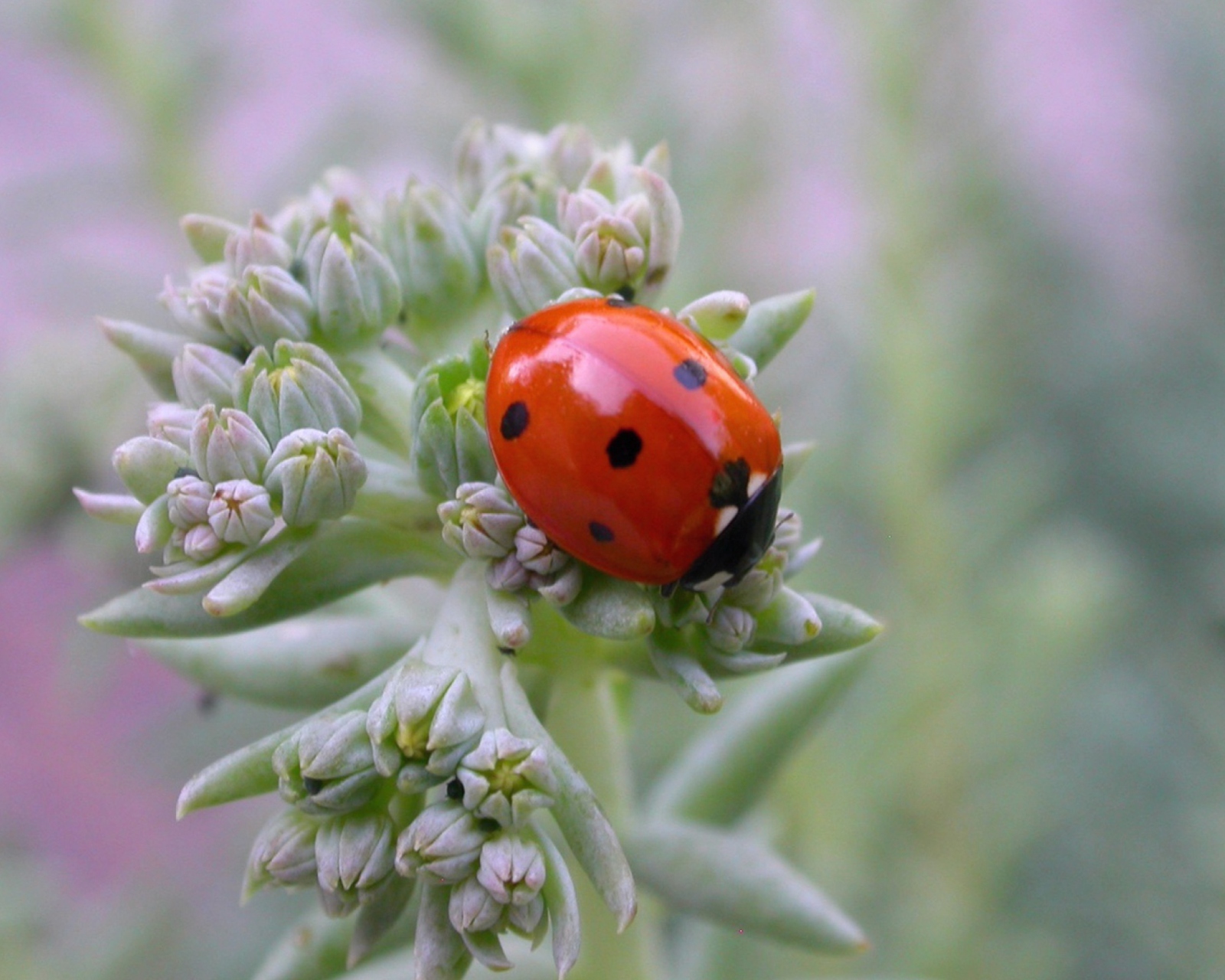 UK Ladybird screenshot #1 1600x1280