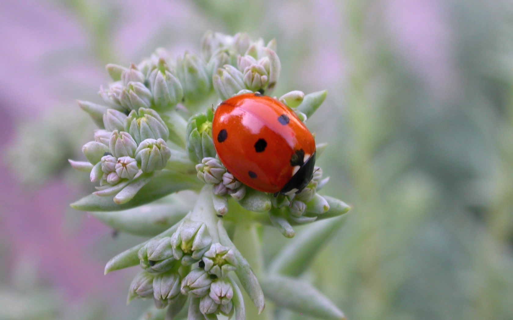 UK Ladybird screenshot #1 1680x1050