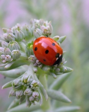 Sfondi UK Ladybird 176x220