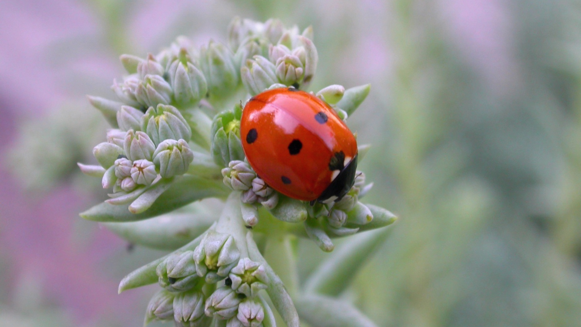 UK Ladybird wallpaper 1920x1080