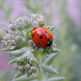UK Ladybird - Obrázkek zdarma pro 2048x2048