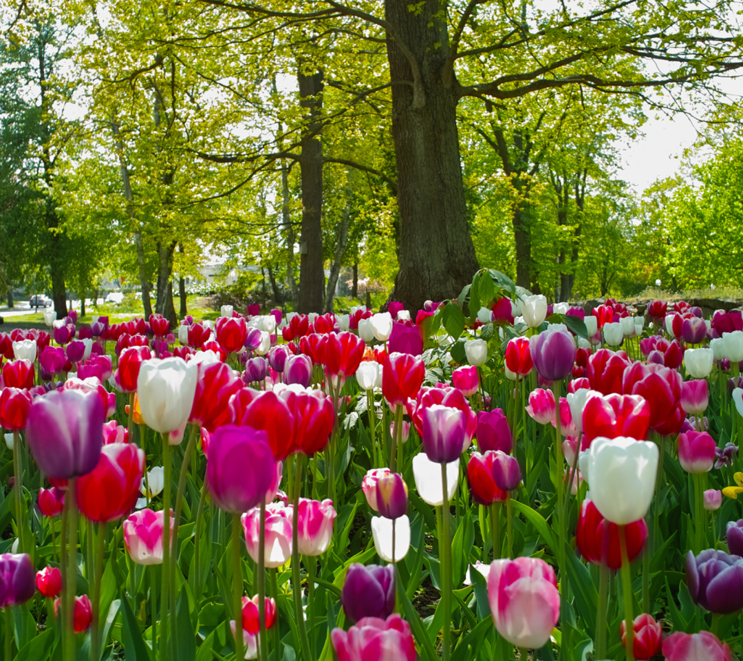 Sfondi Field of Tulips 1080x960