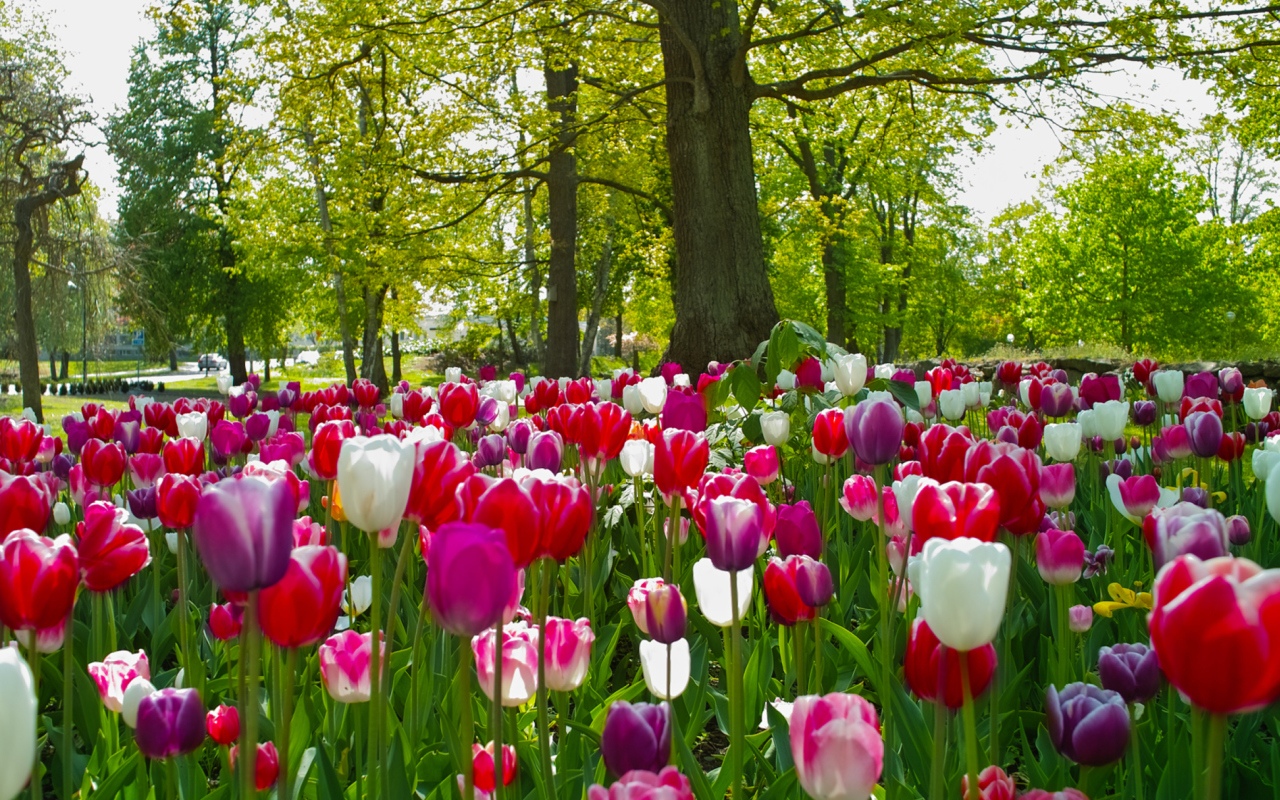 Screenshot №1 pro téma Field of Tulips 1280x800