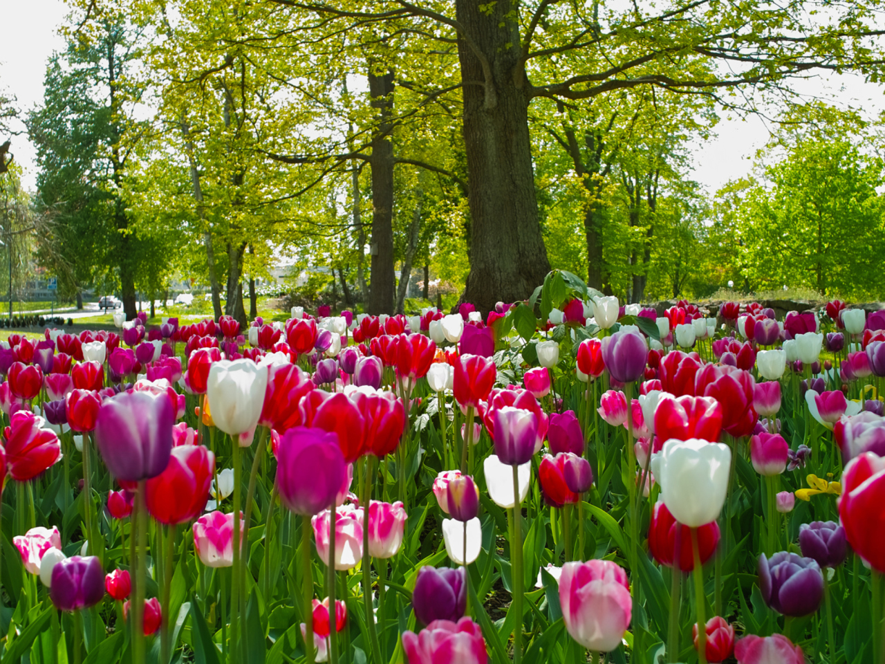 Screenshot №1 pro téma Field of Tulips 1280x960