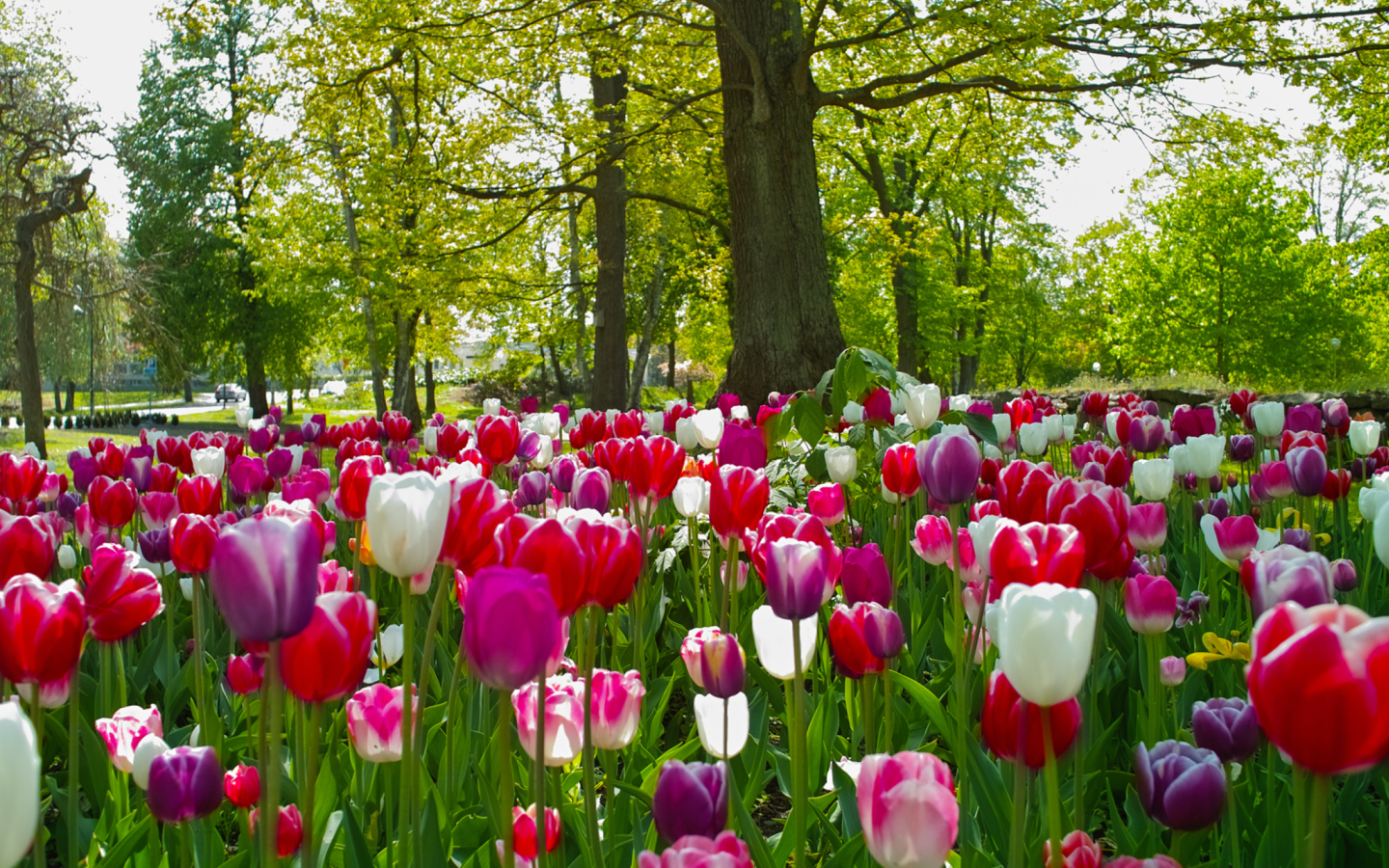Das Field of Tulips Wallpaper 1440x900