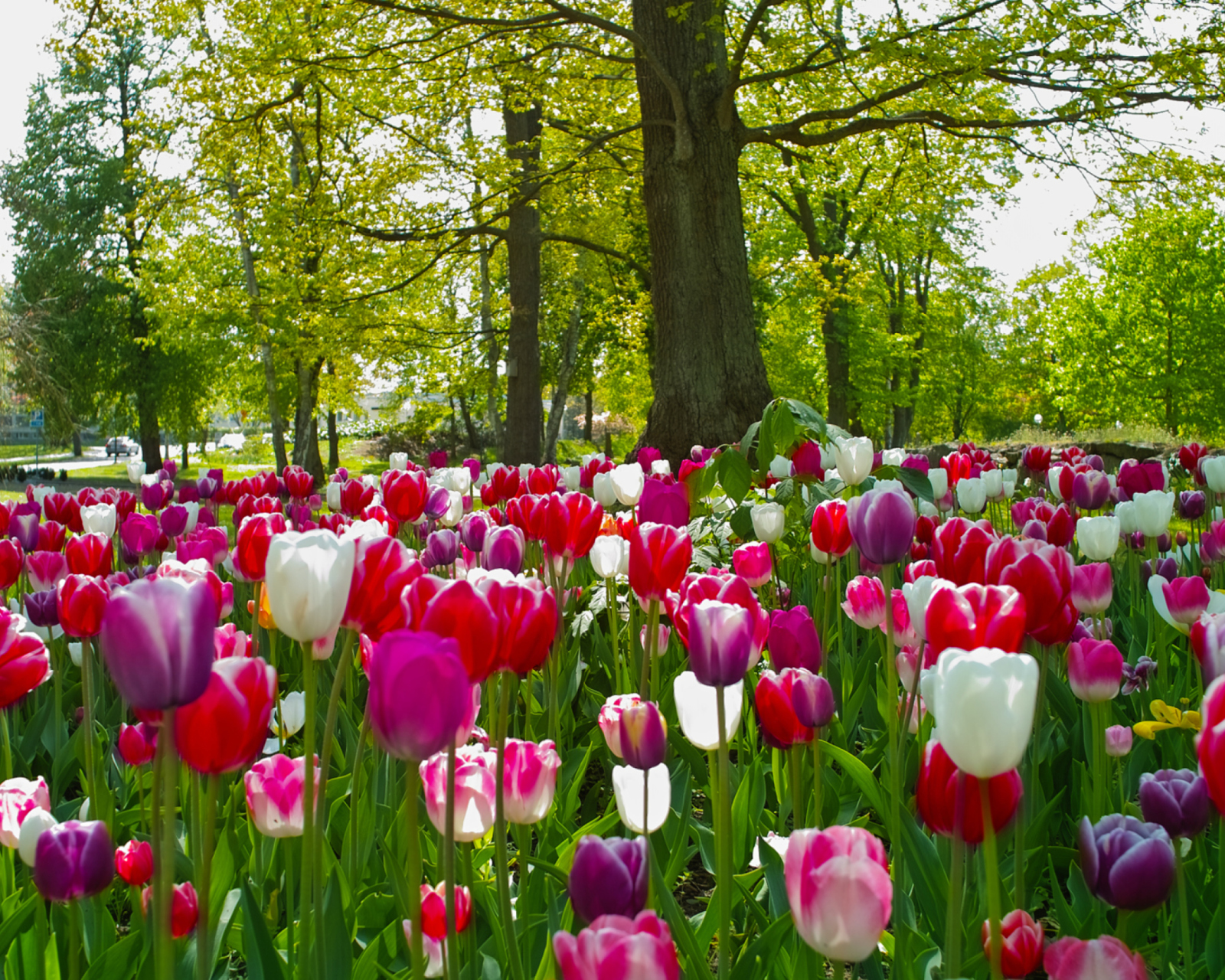 Обои Field of Tulips 1600x1280