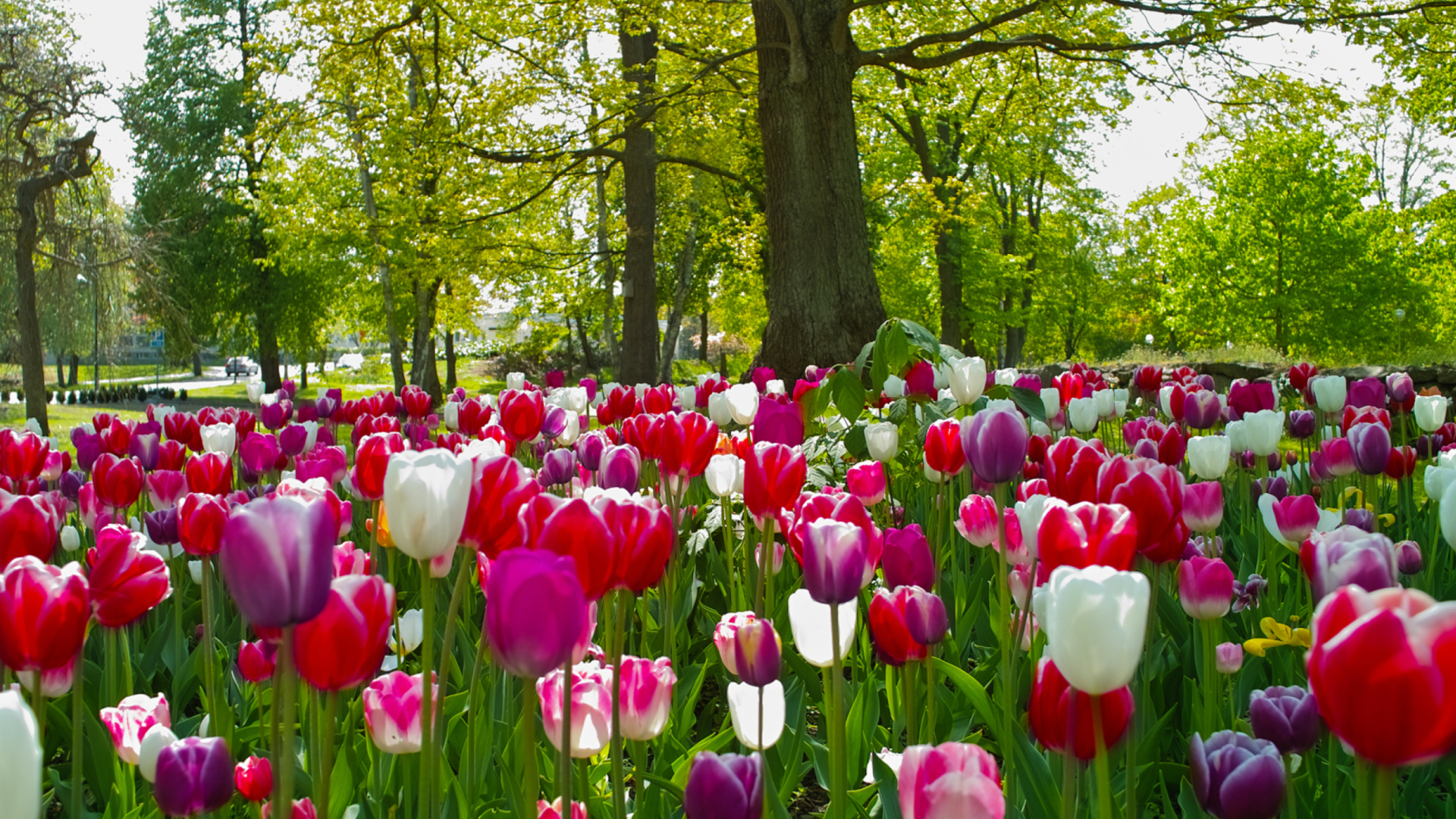 Field of Tulips wallpaper 1920x1080