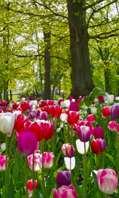 Field of Tulips screenshot #1 240x400