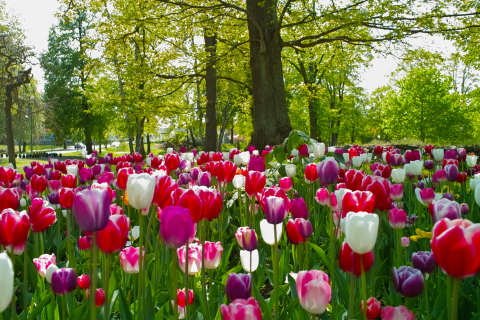 Fondo de pantalla Field of Tulips 480x320