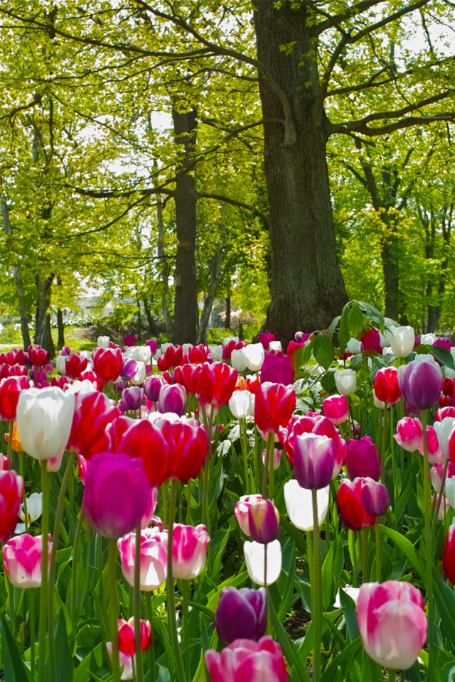 Обои Field of Tulips 640x960