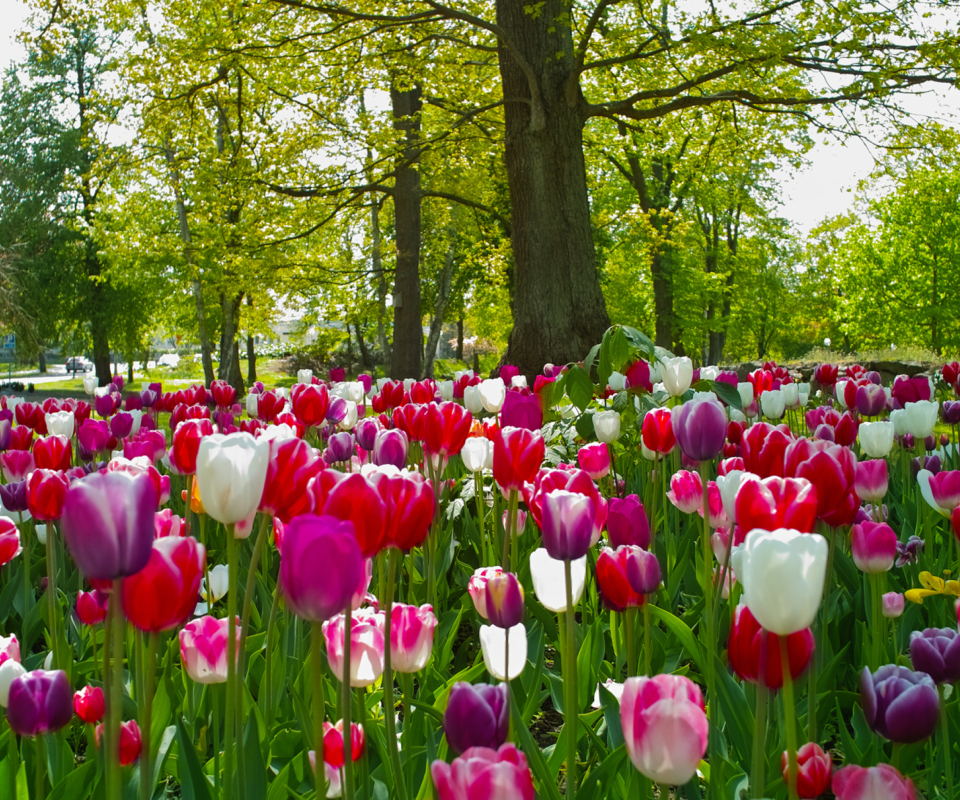 Field of Tulips wallpaper 960x800