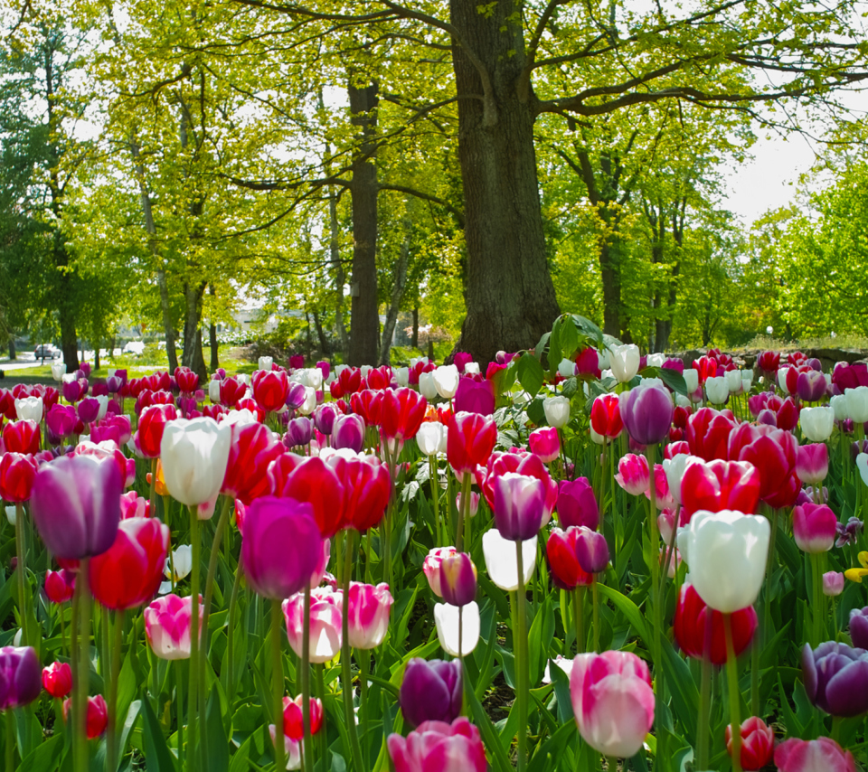 Das Field of Tulips Wallpaper 960x854