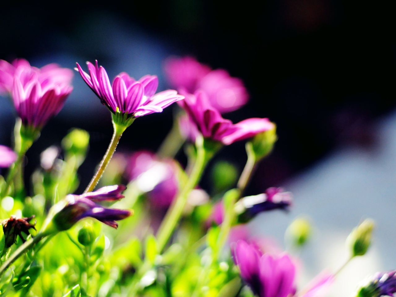 Purple Bouquet screenshot #1 1280x960