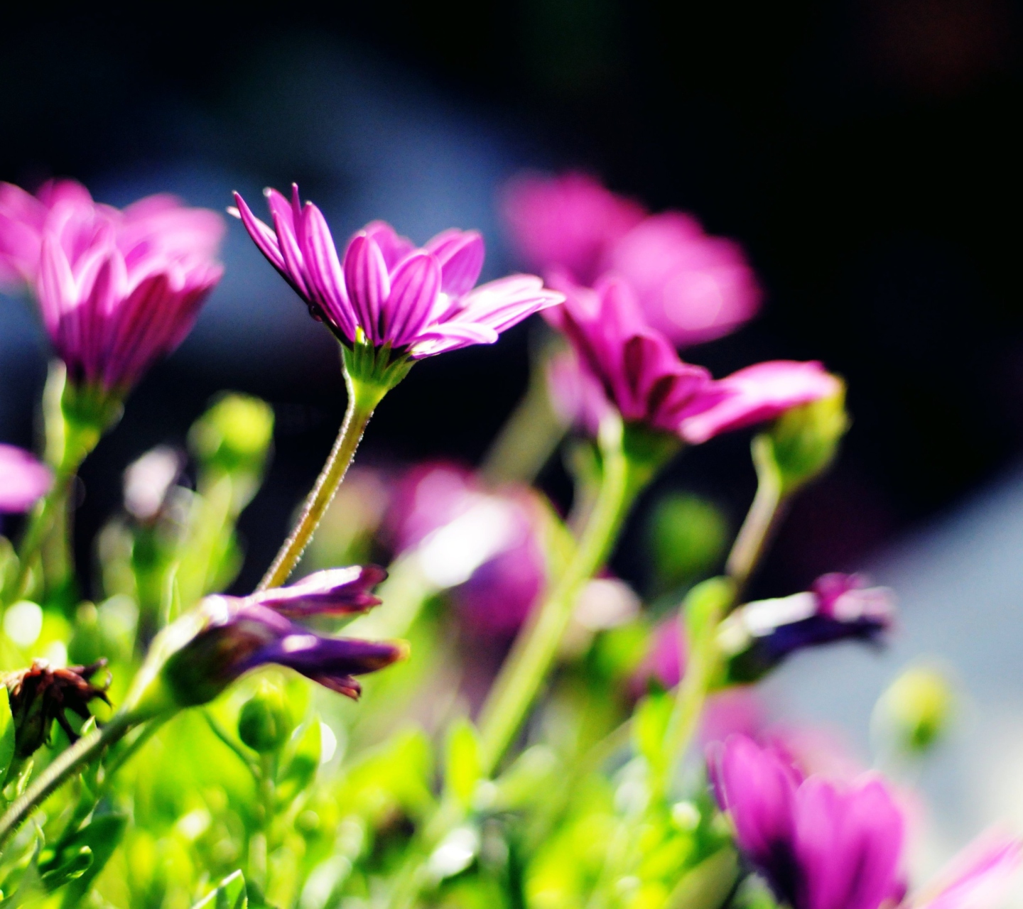 Purple Bouquet screenshot #1 1440x1280