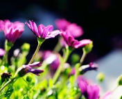 Purple Bouquet screenshot #1 176x144
