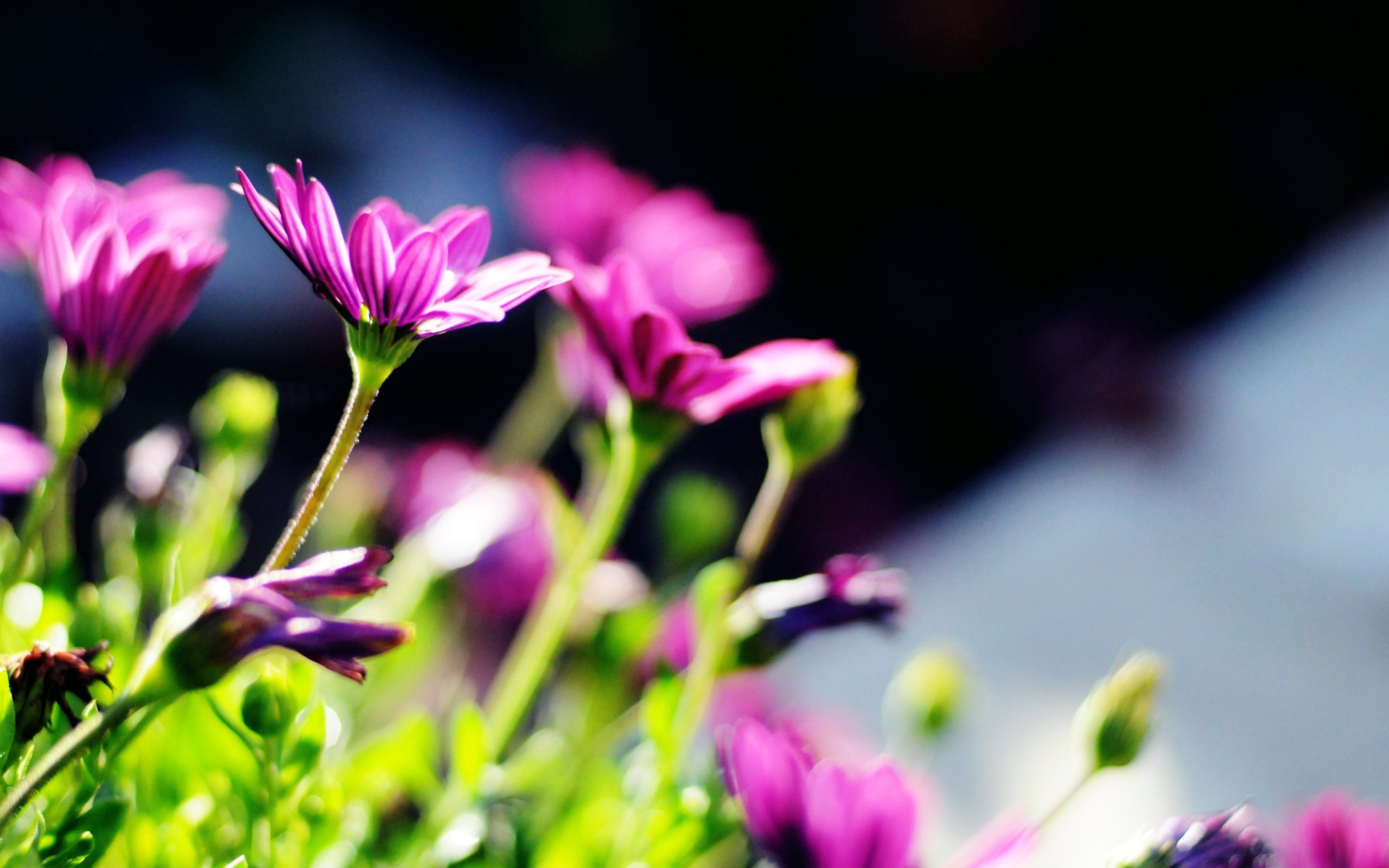 Purple Bouquet screenshot #1 2560x1600