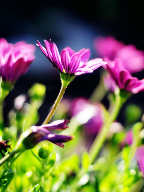 Purple Bouquet screenshot #1 480x640
