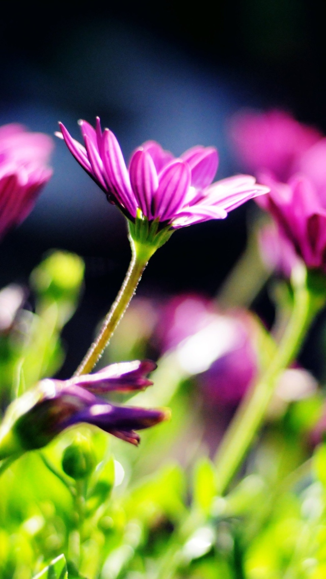 Fondo de pantalla Purple Bouquet 640x1136