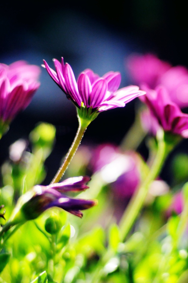 Sfondi Purple Bouquet 640x960