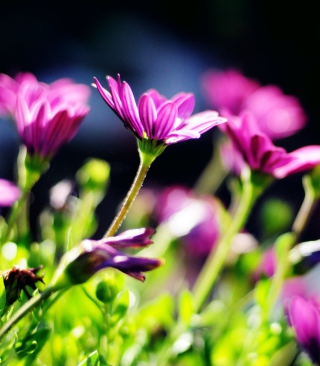 Purple Bouquet sfondi gratuiti per iPhone 6 Plus