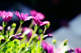 Purple Bouquet Wallpaper for Android, iPhone and iPad