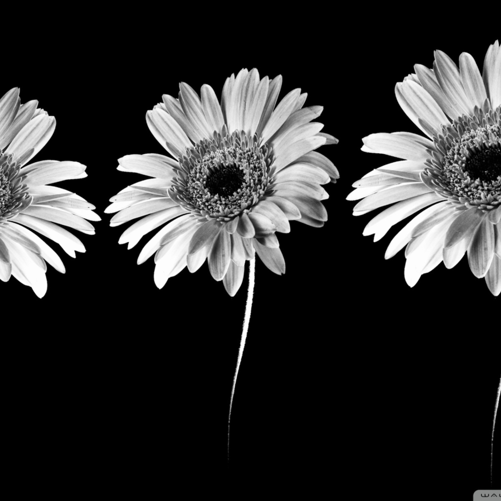 Gerbera Flowers wallpaper 1024x1024